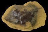 Cretaceous Fossil Leaf (Viburnum) - Dakota Sandstone, Kansas #136452-1